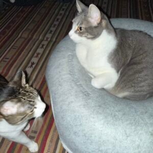two cats with the Cattasaurus