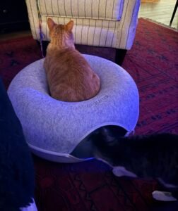 orange cat sitting on a cattasaurus