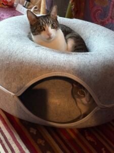 One cat on the Cattasaurus and one cat peeking out from inside it