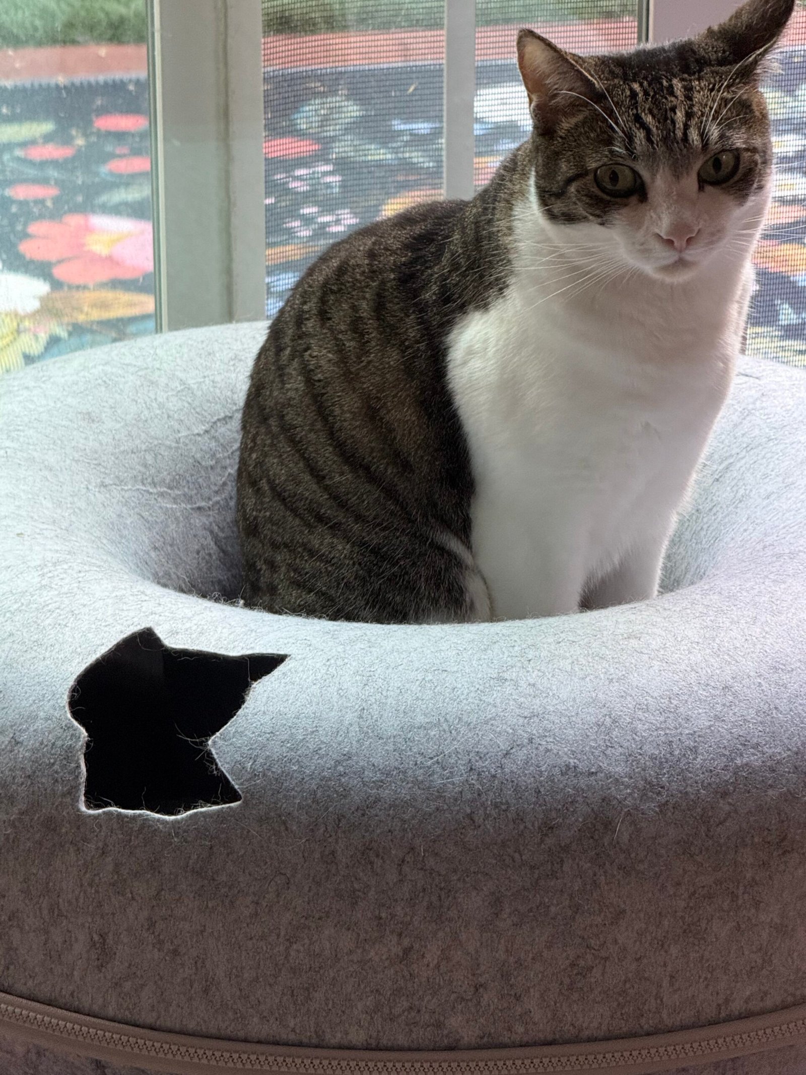 Cattasaurus Peekaboo Cat Cave Review: Almost a Year with 3 Cats (Including a 16-Pounder)