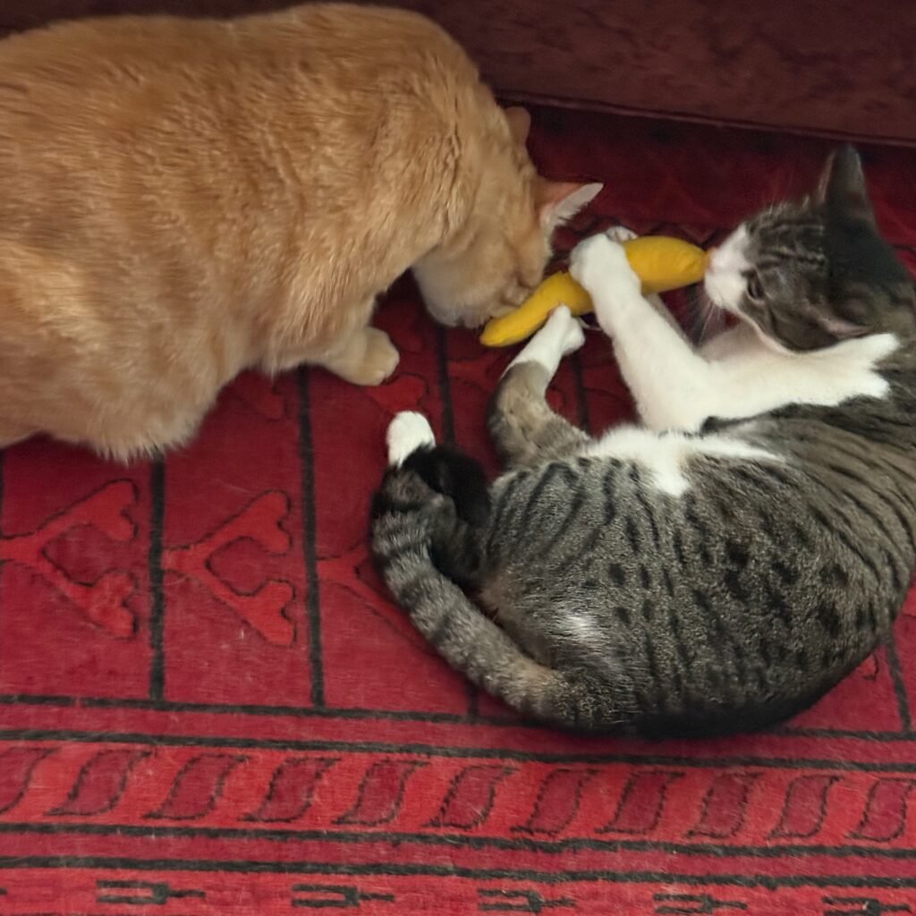 2 cats playing with banana shaped catnip toy