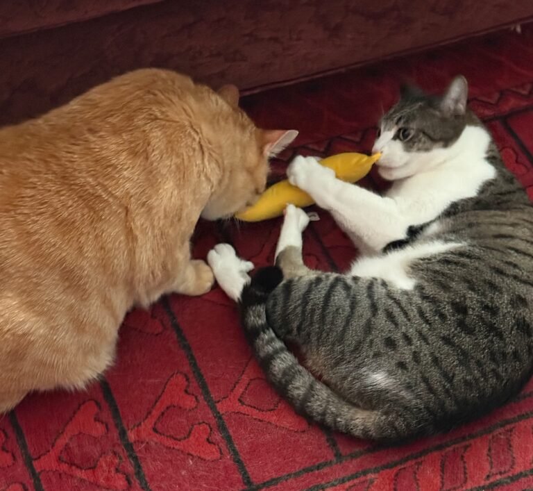 Suki cat playing with Yeowww! banana catnip and Punky is interested too