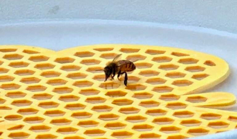 bee standing on yellow butterfly pad drinking water